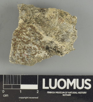  ( - H9247495)  @11 [ ] by-nc (2025) Erkka Laine Luomus