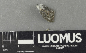  (Verrucaria epilithea - H9243343)  @11 [ ] by-nc (2024) Erkka Laine Luomus