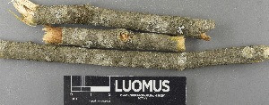  (Catillaria nigroclavata - H9243720)  @11 [ ] by-nc (2024) Erkka Laine Luomus