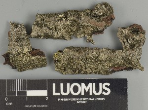  ( - H9247353)  @11 [ ] by-nc (2025) Erkka Laine Luomus