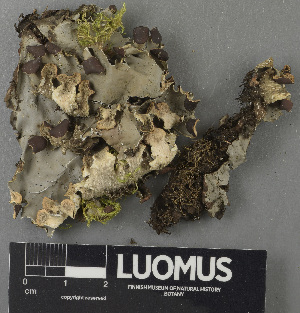  ( - H9243257)  @11 [ ] by-nc (2024) Erkka Laine Luomus