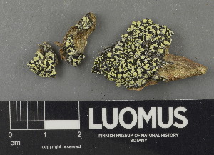  ( - H9243069)  @11 [ ] by-nc (2024) Erkka Laine Luomus