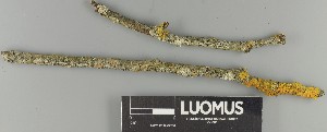  ( - H9247357)  @11 [ ] by-nc (2025) Erkka Laine Luomus
