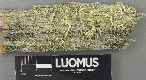  (Cladonia bacilliformis - H9243441)  @11 [ ] by-nc (2024) Erkka Laine Luomus
