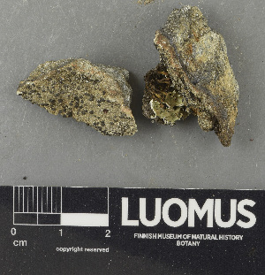 (Porpidia cf. thomsonii - H9243630)  @11 [ ] by-nc (2024) Erkka Laine Luomus