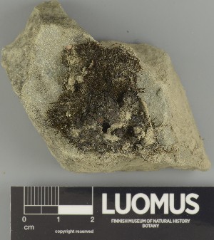 ( - H9247360)  @11 [ ] by-nc (2025) Erkka Laine Luomus