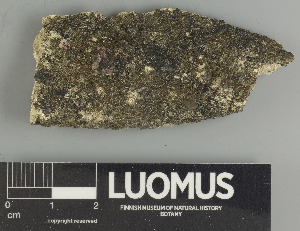  ( - H9211451)  @11 [ ] by-nc (2025) Erkka Laine Luomus