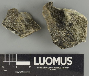  ( - H9247439)  @11 [ ] by-nc (2025) Erkka Laine Luomus