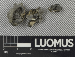  ( - H9243170)  @11 [ ] by-nc (2024) Erkka Laine Luomus