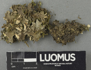  (Peltigera jonii - H9243447)  @11 [ ] by-nc (2024) Erkka Laine Luomus
