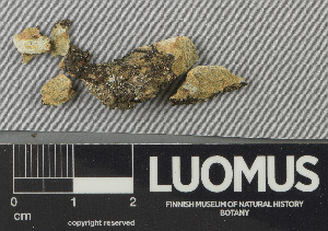  ( - H9243173)  @11 [ ] by-nc (2024) Erkka Laine Luomus