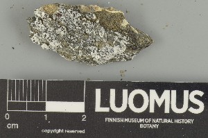  ( - H9247366)  @11 [ ] by-nc (2025) Erkka Laine Luomus