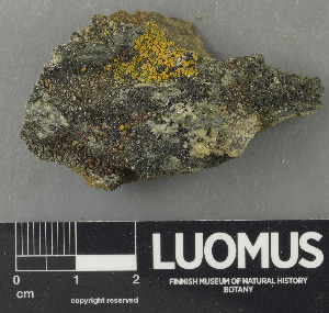  ( - H9243640)  @11 [ ] by-nc (2024) Erkka Laine Luomus
