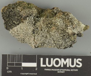  ( - H9247769)  @11 [ ] by-nc (2025) Erkka Laine Luomus