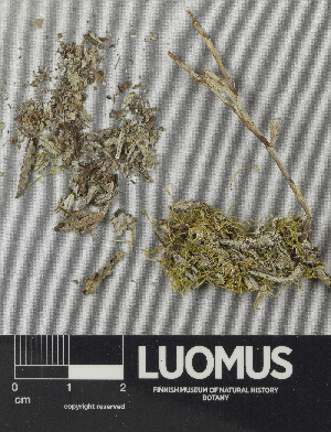  (Bacidia herbarum - H9224726)  @11 [ ] by-nc (2024) Erkka Laine Luomus
