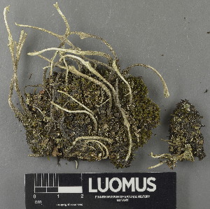  (Cladonia subulata - H9243082)  @11 [ ] by-nc (2024) Erkka Laine Luomus