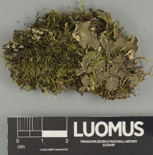  ( - H9247369)  @11 [ ] by-nc (2025) Erkka Laine Luomus