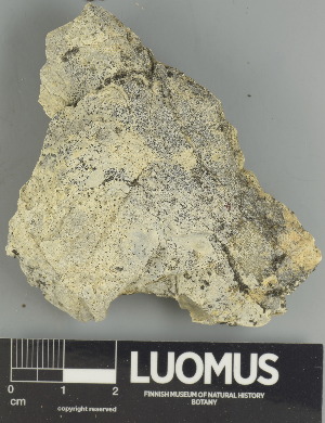  ( - H9237700.1)  @11 [ ] by-nc (2025) Erkka Laine Luomus