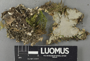  ( - H9243455)  @11 [ ] by-nc (2024) Erkka Laine Luomus