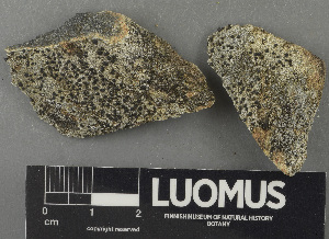  ( - H9243180)  @11 [ ] by-nc (2024) Erkka Laine Luomus