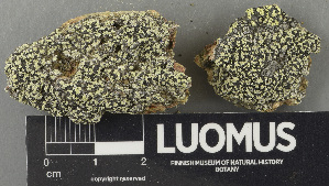  ( - H9243553)  @11 [ ] by-nc (2024) Erkka Laine Luomus