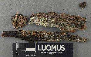  (Carbonicola myrmecina - H9243088)  @11 [ ] by-nc (2024) Erkka Laine Luomus