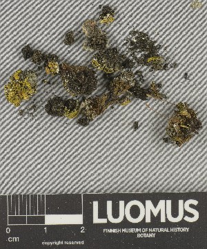  (Candelariella kuusamoensis - H9247776)  @11 [ ] by-nc (2025) Erkka Laine Luomus