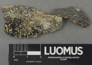  ( - H9243183)  @11 [ ] by-nc (2024) Erkka Laine Luomus