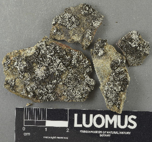  ( - H9243460)  @11 [ ] by-nc (2024) Erkka Laine Luomus