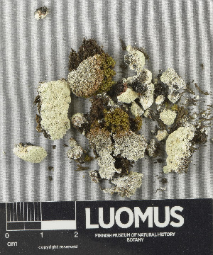  ( - H9243462)  @11 [ ] by-nc (2024) Erkka Laine Luomus