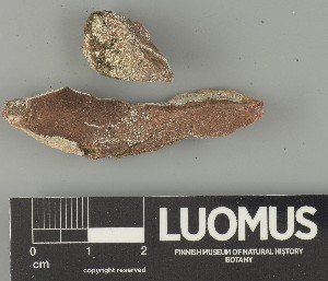  ( - H9237853.1)  @11 [ ] by-nc (2025) Erkka Laine Luomus