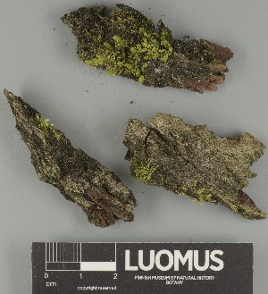  ( - H9247780)  @11 [ ] by-nc (2025) Erkka Laine Luomus