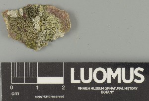  ( - H9247377)  @11 [ ] by-nc (2025) Erkka Laine Luomus