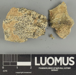  ( - H9247517)  @11 [ ] by-nc (2025) Erkka Laine Luomus