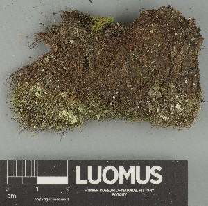  ( - H9247783)  @11 [ ] by-nc (2025) Erkka Laine Luomus