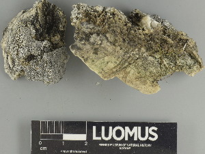  ( - H9247521)  @11 [ ] by-nc (2025) Erkka Laine Luomus
