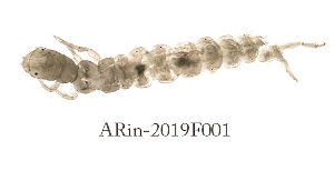  (Cyrnus cf. fennicus - ARin-2019F001)  @11 [ ] CreativeCommons - Attribution Non-Commercial (2019) Aki Rinne Research collection of Aki Rinne