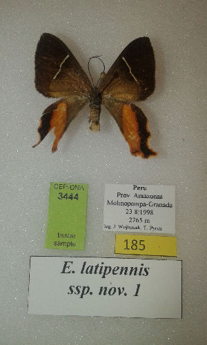  (Erateina latipennis - CEP-DNA-3444)  @11 [ ] by-nc (2021) Tomasz Pyrcz Unspecified