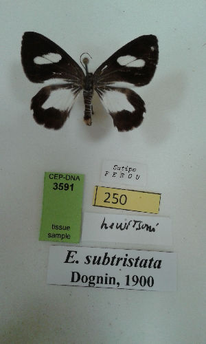  (Erateina subtristata - CEP-DNA-3591)  @11 [ ] by-nc (2021) Tomasz Pyrcz Unspecified