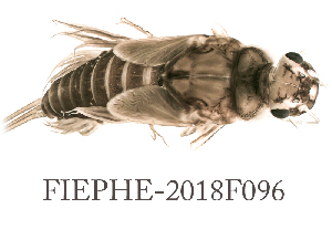  ( - FIEPHE-2018F096)  @11 [ ] CreativeCommons - Attribution Non-Commercial (2019) Aki Rinne Unspecified