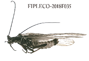  ( - FIPLECO-2018F035)  @11 [ ] CreativeCommons - Attribution Non-Commercial (2019) Aki Rinne Unspecified