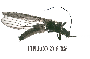  ( - FIPLECO-2018F036)  @11 [ ] CreativeCommons - Attribution Non-Commercial (2019) Aki Rinne Unspecified
