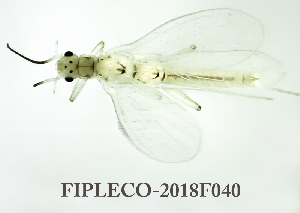  ( - FIPLECO-2018F040)  @11 [ ] CreativeCommons - Attribution Non-Commercial (2019) Aki Rinne Unspecified