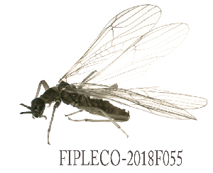  ( - FIPLECO-2018F055)  @11 [ ] CreativeCommons - Attribution Non-Commercial (2019) Aki Rinne Unspecified