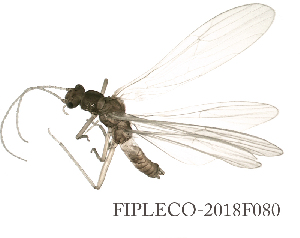  ( - FIPLECO-2018F080)  @11 [ ] CreativeCommons - Attribution Non-Commercial (2019) Aki Rinne Unspecified
