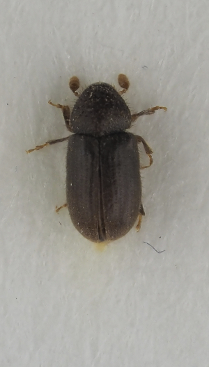  ( - GAC.31707)  @11 [ ] by-nc (2025) Erkka Laine Luomus