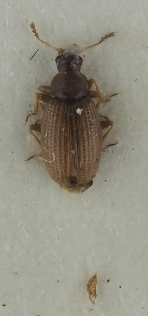  ( - GAC.31715)  @11 [ ] by-nc (2025) Erkka Laine Luomus