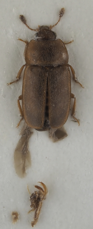  ( - GAC.31721)  @11 [ ] by-nc (2025) Erkka Laine Luomus