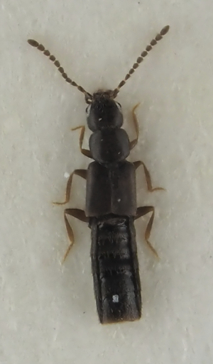  (Hydrosmecta tenella - GAC.31834)  @11 [ ] by-nc (2025) Erkka Laine Luomus