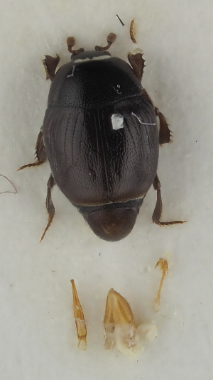  ( - GAC.31836)  @11 [ ] by-nc (2025) Erkka Laine Luomus